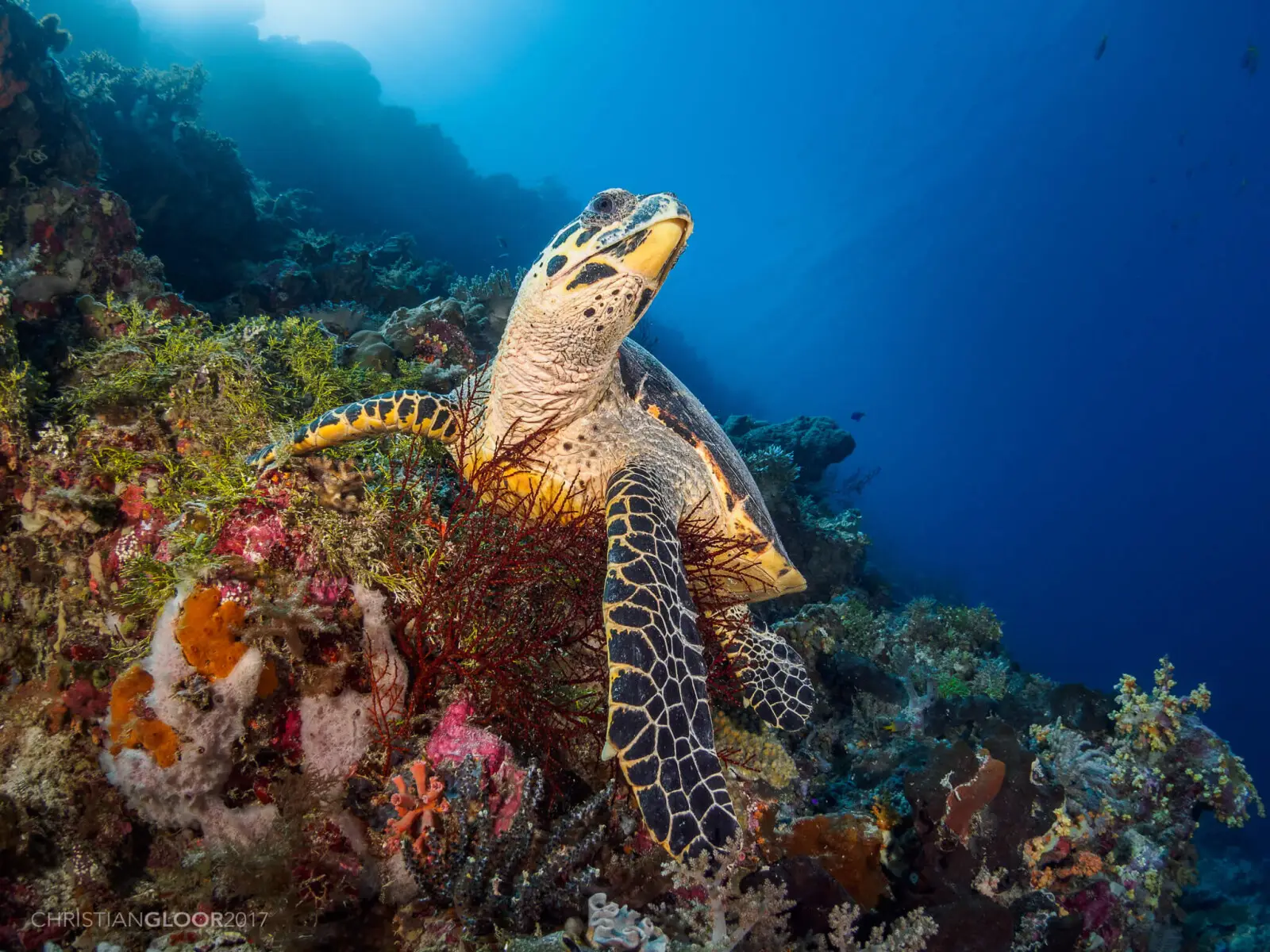 sea turtle in a coral reef